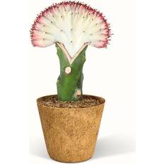 Euphorbia Lactea – Koralkaktus Ø9cm Potteplante