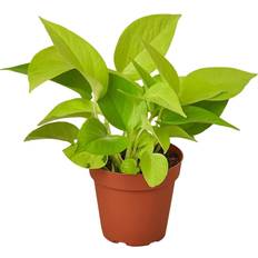 Pots, Plants & Cultivation House Plant Shop Pothos Neon