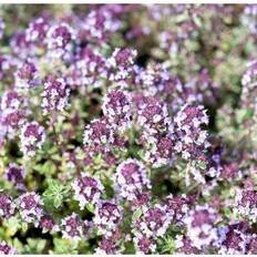 THYMUS citriodorus 'Silver Quen' Citrontimian Hækplante