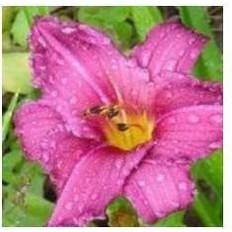 HEMEROCALLIS h. 'Summer Wine' Daglilje Sommerblomst