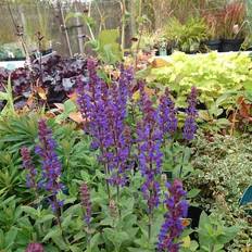 SALVIA nem. 'Caradonna Compact' Staude-Salvie Sommerblomst
