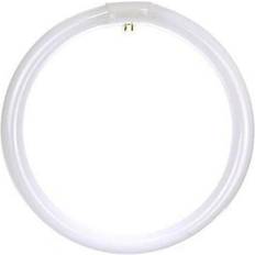 Light Bulbs Sylvania Sunlite 05028 FC12T9/CW Circular T9 Fluorescent Tube Light Bulb