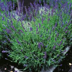 Billiga Sommarblommor Lavendel OMNIA GARDEN Lavandula angustifolia 'Hidcote' 10-pack