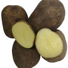 Krukker, Planter & Dyrkning Bygxtra Hansa Læggekartofler 1,5 Kg. Sen Krukke