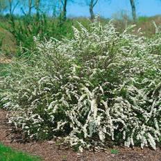 Spiraea x cinerea 'Grefsheim' E, co, 20-p