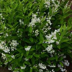 Häckplantor Deutzia gracilis, co, 100-p