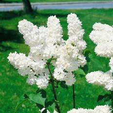 Träd & Buskar Omnia Garden Syringa vulgaris f. alba, co, 100-p