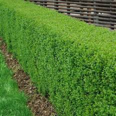 Ligustrum vulgare Omnia Garden Ligustrum vulgare, co, 100-p