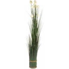  Pom Pom Grass