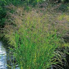 Prydnadsbuskar Panicum virgatum 'Squaw', 2L, 2-pack