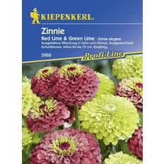 Blumensamen Kiepenkerl Zinnie Red Lime Lime Zinnia Inhalt: ca.