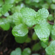 Sommerblomster på tilbud Grøn Mynte Mentha Sommerblomst