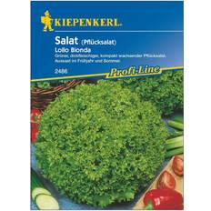 Beste Gemüsesamen Kiepenkerl Pflücksalat Lollo ca. 70