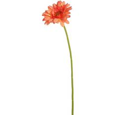 Flowers Pk/6 Gerbera Daisy 21"