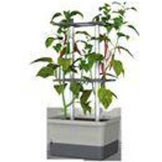 Chili planter Trendfabrik gryde Gusta Garden Charly Chili Krukke