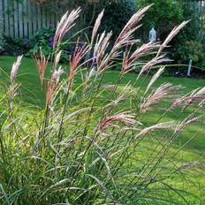 Billiga Sommarblommor Miscanthus sinensis 'Red Chief', 2L, 10-pack