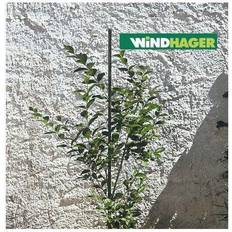 Espalier i stål Windhager Blomsterpind Stål/Plast 120 cm