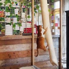 Quapas Klättersäck för Katt Sisal 180 cm