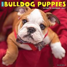 Willow Creek Press Bulldog Puppies 2023 Calendar
