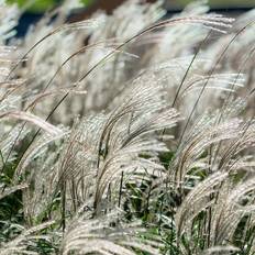 Billiga Sommarblommor Miscanthus sinensis 'Adagio', 2L, 10-pack