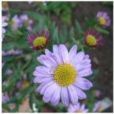 Sommerblomster Sköna Ting Skønasters Antonia Kalimeris mongolica Antonia Sommerblomst