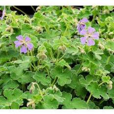 Storkenæb planter GERANIUM renardii 'Philippe Vapelle' Storkenæb Sommerblomst