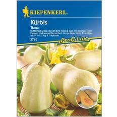 Kiepenkerl Kürbis Tiana F1
