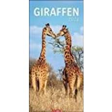 Kalender 2024 Giraffen Kalender 2024