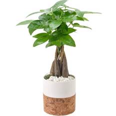 Pots & Planters Arcadia Garden Products Money Tree Live Plant Cork Pot Ceramic Planter