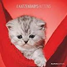 Edition Katzenbabys Broschürenkalender 30 x 30 cm
