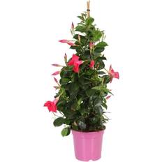 Dipladenia Potteplante