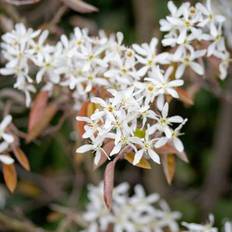 Amelanchier spicata FK FALUN E, co, 100-p