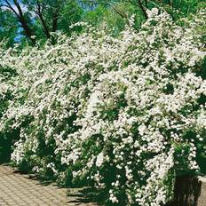 Spiraea x vanhouttei, co, 100-p