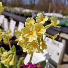 Kodriver - Primula Elatior Staude