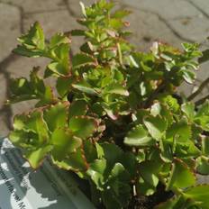 Stenurt Stenurt Summer Glory Sedum spurium Summer Glory