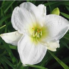 HEMEROCALLIS hybrid 'Joan Senior' Daglilje Sommerblomst