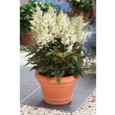 Sommerblomster Younique Astilbe Younique White Astilbe arendsii Sommerblomst