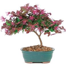Brussel's Bonsai Satsuki Azalea