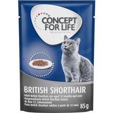 Concept for Life 20 + 4 gratis! 24 85 British Shorthair Ragout