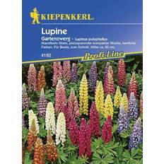 Blumensamen Kiepenkerl Lupine Gartenzwerg Lupinus polyphyllus, Inhalt: