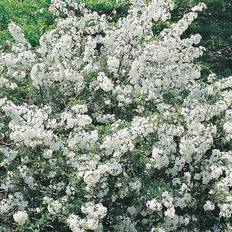 Häckplantor Malus toringo var. Sargentii, co, 100-p