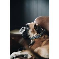 Kentucky Collare Per Cane In Nylon Intrecciato Grigio