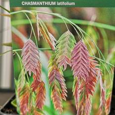 Sommerblomster Fladaks Chasmanthium latifolium Sommerblomst