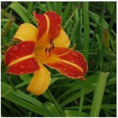 Sommerblomster HEMEROCALLIS h. 'Frans Hals' Daglilje Sommerblomst