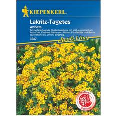 Lakritz Kiepenkerl Lakritz-Tagetes Anisata