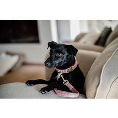 Kentucky Dog Collar Wool Gris