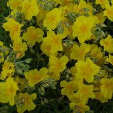 Helianthemum Hybrid 'Golden Queen' Staude