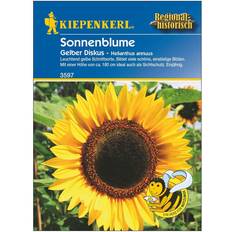 Günstig Blumensamen Kiepenkerl Sonnenblume Gelber Diskus ca. 20