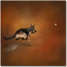 Trademark Fine Art Jai Johnson 'Gimme That Ball German Shepherd' Framed Art