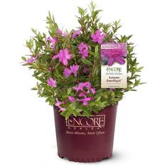 Flower Seeds 2 Gallon, Encore Azalea Autumn Amethyst, Stunning Flowers